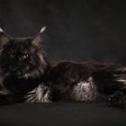 Мейн-кун, кот вязка