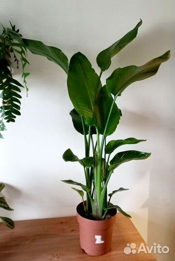 Стрелиция Николая