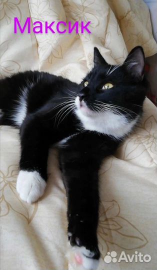 Котику Максику очень нужны любящие ручки