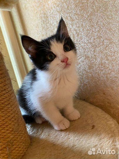 Ласковый котенок девочка в добрые руки