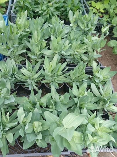 Карликовая Эустома