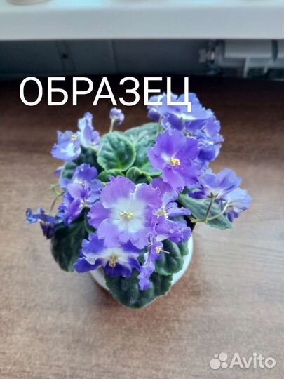 Сортовые фиалки
