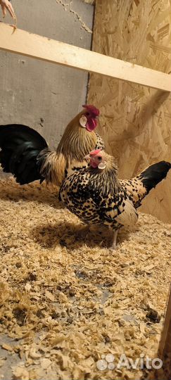 Инкубационное яйцо породной птицы