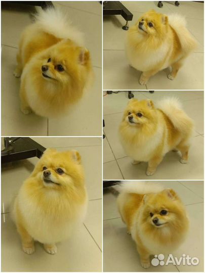 Стрижка собак и кошек тримминг