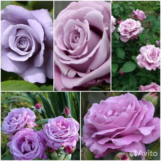 Роза Шарль де Голль