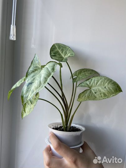 Сингониум фриклес