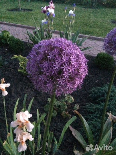 Декоративный лук