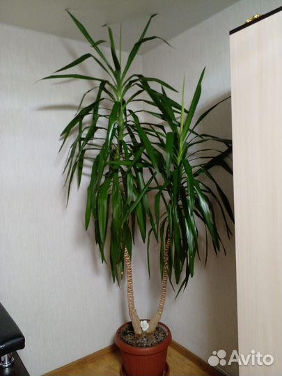 Пальма продам