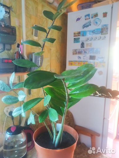 Замилькаус