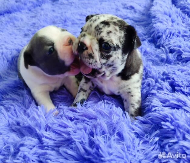 Французский бульдог щенки