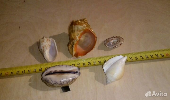 Морские ракушки