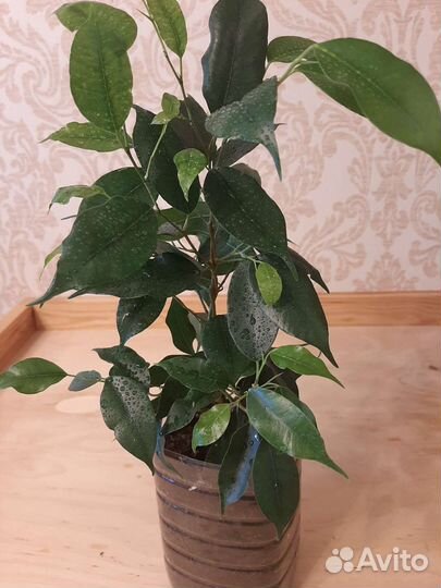 Фикус Даниель и Кинки