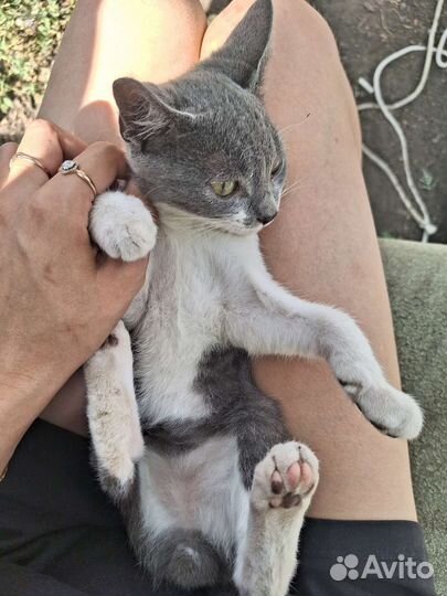 Кошка в добрые руки бесплатно