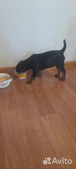 Щенок немецкого ягдтерьера