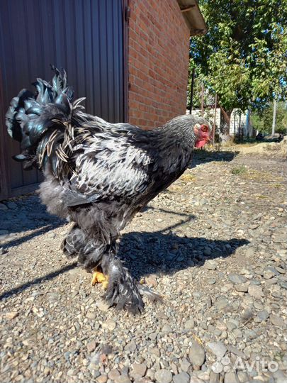 Петушки Брама