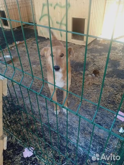 Собаки и щенки из приюта