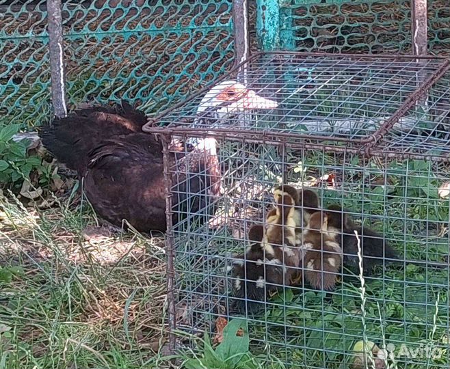 Утки и кролики