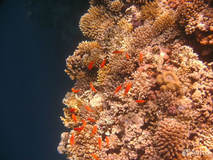 Фотоаппарат подводный Sealife DC1200 Elite