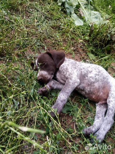 Щенки курцхаара