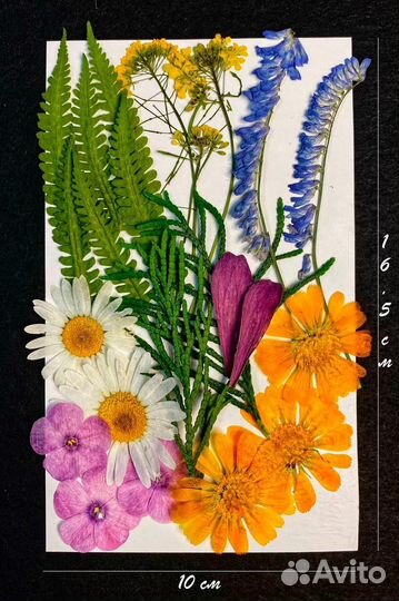 Сухоцветы микс