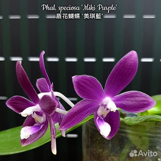 Орхидея BB16 Phal. speciosa 'Supe purple'