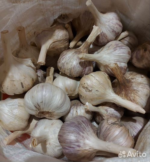 Деревенский чеснок