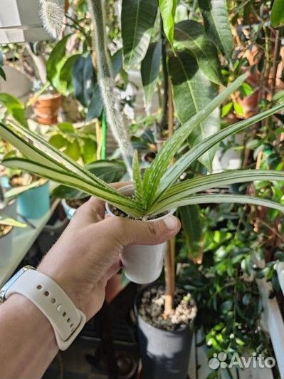 Коллекционные алоэ