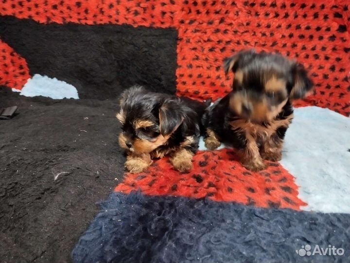 Йоркширский терьер щенки девочки mini
