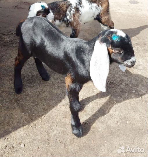 Англо нубийские козы