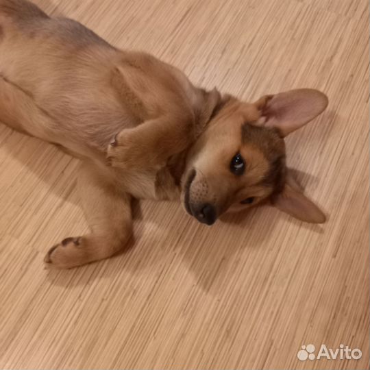 Щенок девочка в добрые руки