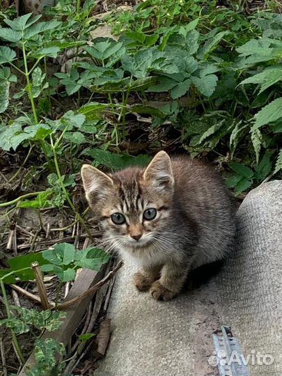 Котенок в добрые руки