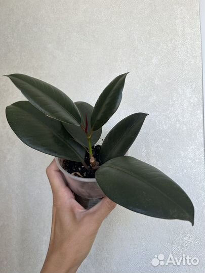 Фикус каучуконосный