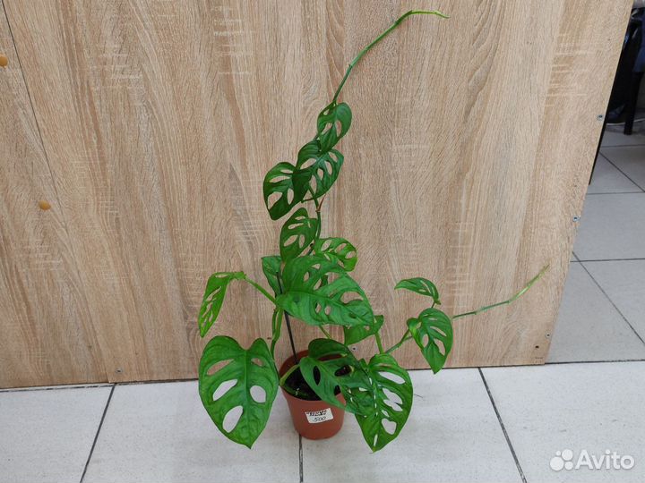 Монстера манки, сингониум мохито