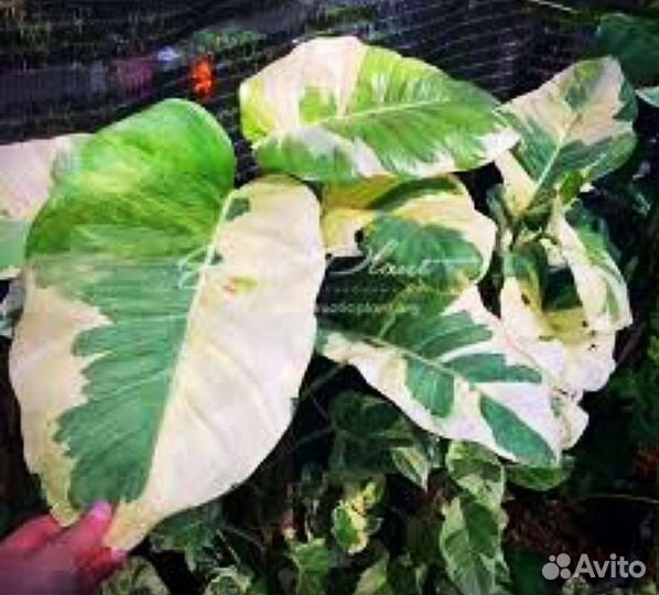 Эпипремнумы, филодендроны