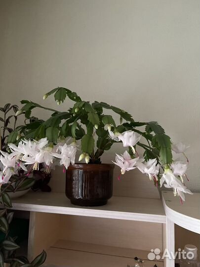 Декабрист шлюмбергера сортовые