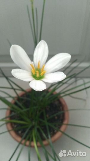 Зефирантес белый (выскочка)