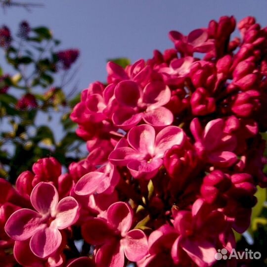 Сирень Красная Москва