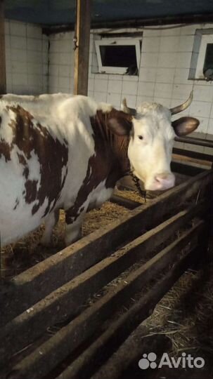 Молоко коровье, творог, масло, телятина, баранина