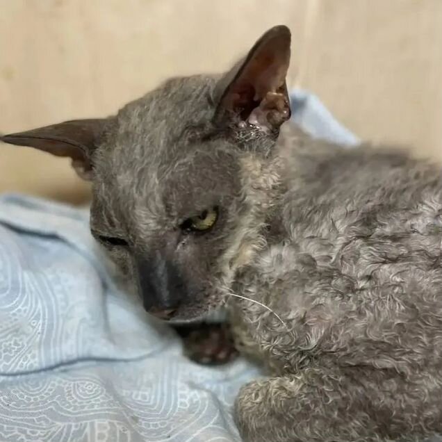Корниш-рекс, взрослый кот