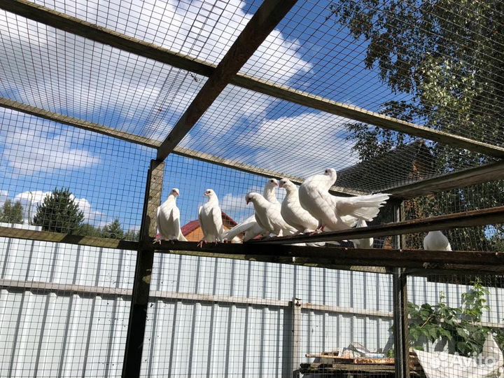 Голуби павлины