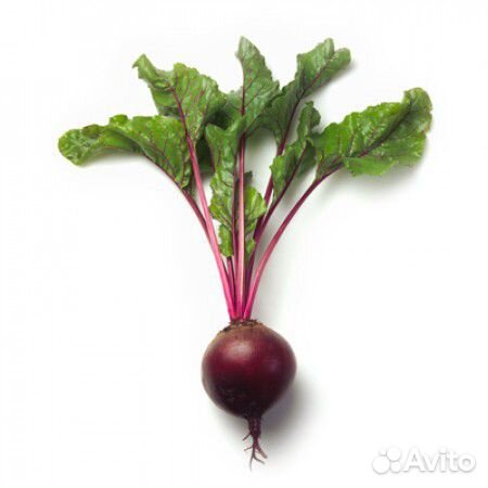 Семена Свёкла 