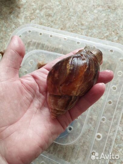 Улитки ахатины