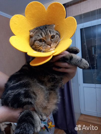 Воротник для кошек