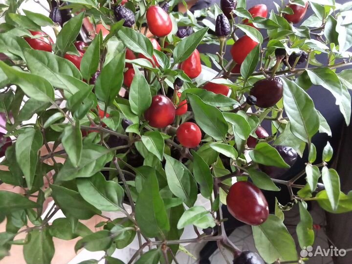 Перцы острые и сладкие