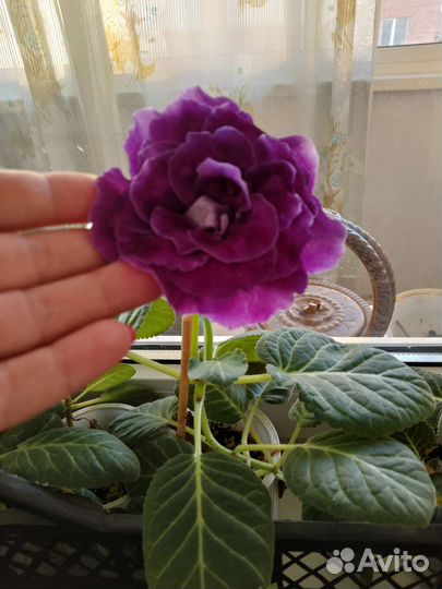 Глоксиния махровая