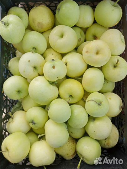 Яблочки Налив, Мальт свежие и сушёном виде