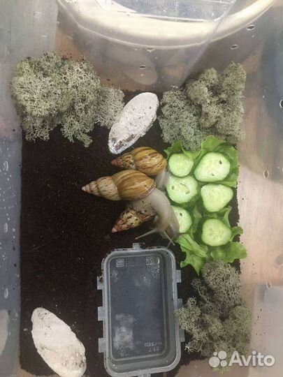 Улитки ахатины