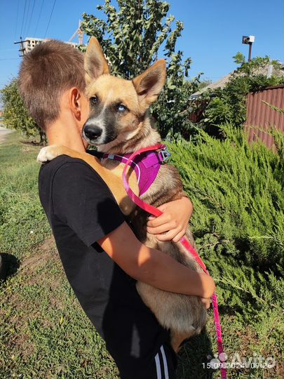 Щенок подросток в добрые руки