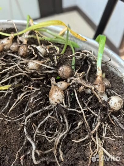 Гиппеаструм. Гибридные сеянцы