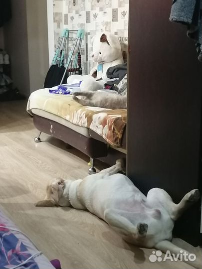 Продам лабрадора